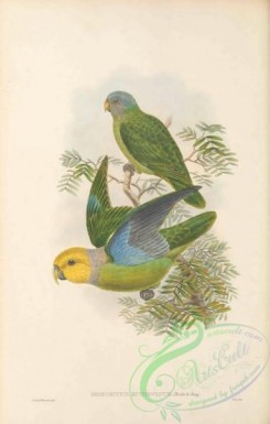 birds_in_flight-00540 - 028-Yellow-headed Parrot, geoffroyius heteroclitus