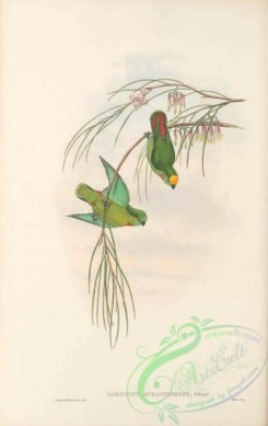 birds_in_flight-00544 - 043-Orange-crowned Loriculus, Orange-fronted Hanging-Parrot, loriculus aurantiifrons