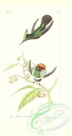 birds_in_flight-00550 - Antillean Crested Hummingbird, trochilus cristatus, Frilled Coquette, trochilus magnificus