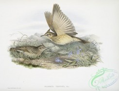 birds_in_flight-00566 - 368-Galerita cristata, Crested Lark