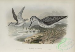 birds_in_flight-00567 - 483-Glottis canescens, Greenshank