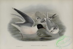 birds_in_flight-00572 - 589-Hydrocoloeus minutus, Little Gull