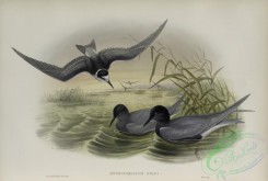 birds_in_flight-00575 - 598-Hydrochelidon nigra, Black Tern
