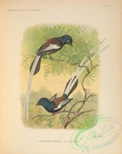 birds_of_paradise-00014 - African Paradise-Flycatcher (Black-tailed), terpsiphone melanura (Latin)