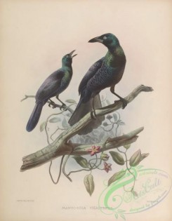birds_of_paradise-00083 - manucodia chalybeus