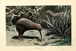 birds_of_paradise-00095 - Kiwi