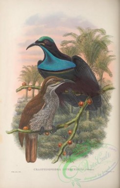 birds_of_paradise-00230 - craspedophora intercedens