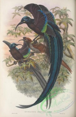 birds_of_paradise-00240 - epimachus speciosus