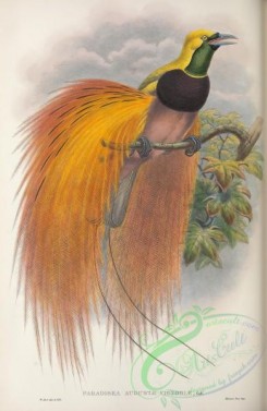 birds_of_paradise-00247 - paradisea augustae victoriae
