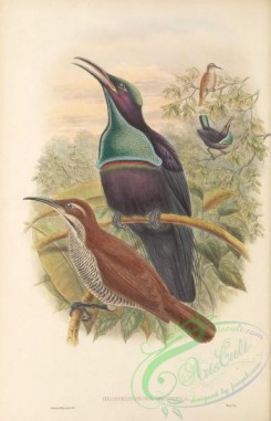 birds_of_paradise-00284 - 013-New-Guinea Rifle-bird, graspedophora magnifica