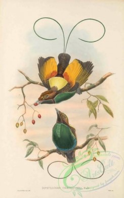 birds_of_paradise-00294 - 023-Golden-winged Bird of Paradise, diphyllodes chrysoptera
