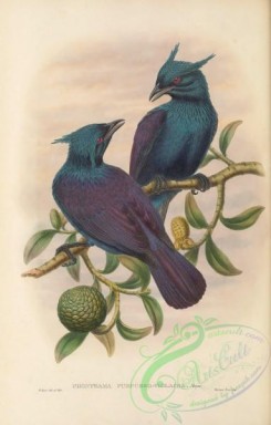 birds_of_paradise-00306 - 035-Purple-and-Violet Manucode, phonygama purpueo-violacea