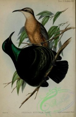 birds_of_paradise-00326 - Victoria's Riflebird, ptiloris victoriae