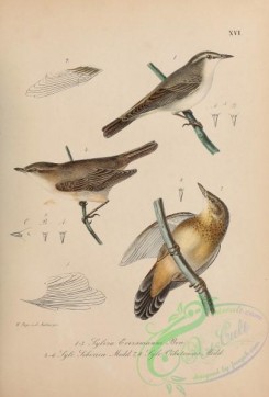 birds_of_russia-00002 - Eversmann's Redstart, Dark-sided Flycatcher, Middendorff's Warbler