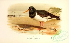 birds_of_russia-00058 - Eurasian Oystercatcher, haematopus ostralegus