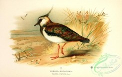 birds_of_russia-00080 - Peewit or Lapwing, vanellus cristatus