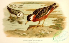 birds_of_russia-00086 - Red Phalarope, phalaropus fulicarius