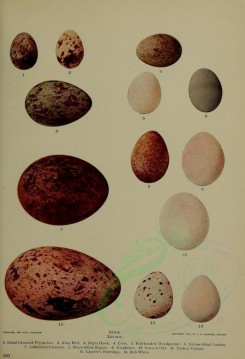 birds_parts_eggs-01170 - image [3108x4547]