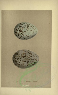 birds_parts_eggs-01567 - image [2428x3950]