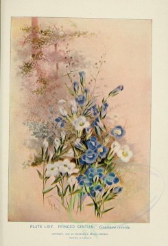 blue_flowers-00075 - Fringed Gentian - gentiana crinita [2366x3457]