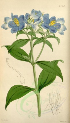 blue_flowers-00291 - 4423-exacum zeylanicum [2041x3538]