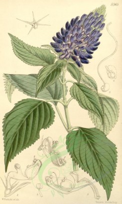 blue_flowers-00318 - 5365-pycnostachys urticifolia, Nettle-leaved Pycnostachys [2044x3417]