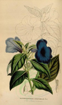 blue_flowers-00361 - dipteracanthus spectabilis [2184x3661]