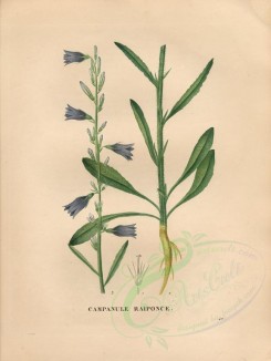 blue_flowers-00392 - campanula rapunculus [4840x6432]