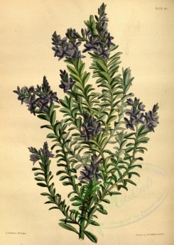 blue_flowers-00409 - Beauteous Veronica, veronica formosa [2721x3823]