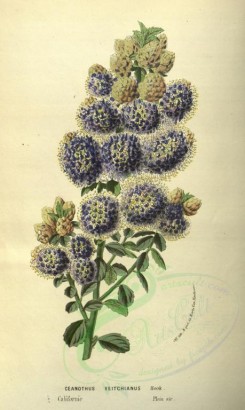 blue_flowers-00436 - ceanothus veitchianus [2094x3502]