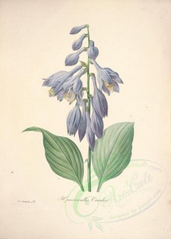 blue_flowers-00473 - hemerocallis coerulea [5108x7122]