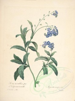 blue_flowers-00476 - myosotis scorpioides [4776x6476]