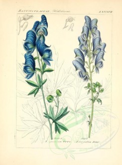 blue_flowers-00603 - aconitum speciosum, aconitum virgatum [2276x3076]