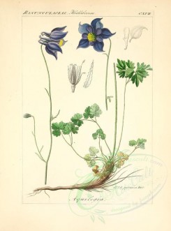 blue_flowers-00608 - aquilegia pyrenaica [2276x3076]