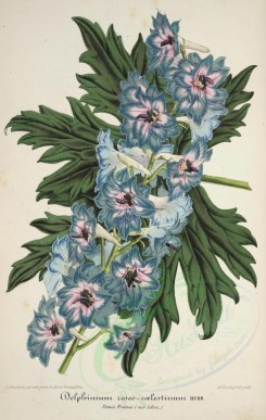 blue_flowers-00701 - delphinium roseo-coelestinum [4022x6346]