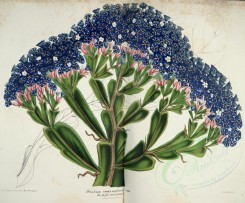 blue_flowers-00702 - statice macroptera [5638x4658]