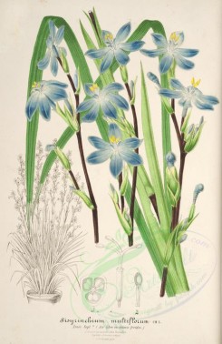 blue_flowers-00707 - sisyrinchium multiflorum [3909x6019]