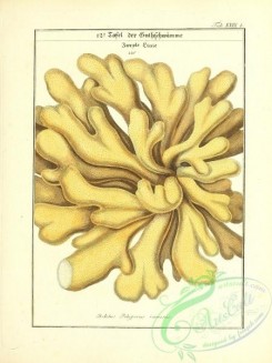 boletus-00359 - 016-boletus polyporus ramosus
