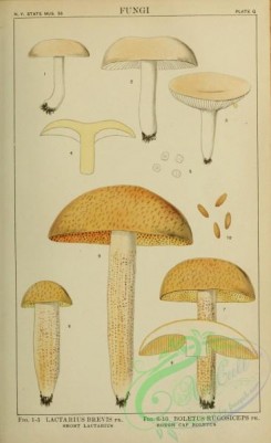 boletus-00379 - Short Lactarius, lactarius brevis, Rough Cap Boletus, boletus rugosiceps