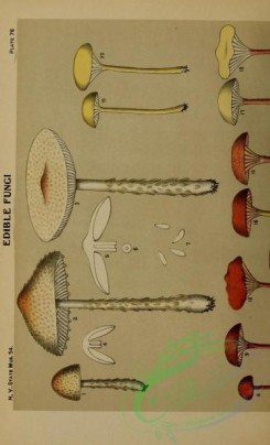 boletus-00384 - Shield Lepiota, lepiota clypeolaria, Chantarelle Hygrophorus, hygrophorus cantharellus, White Flesh Boletus, boletus chrysenteron albocarneus, 1