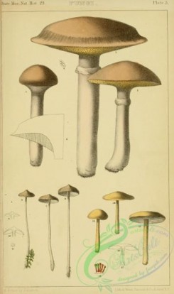 boletus-00603 - boletus clintonianus, agaricus paluster, agaricus velutipes