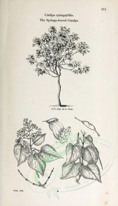 botanical-03119 - black-and-white 001-Syringa-leaved Catalpa, catalpa syringaefolia