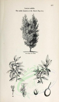 botanical-03121 - black-and-white 003-Noble Laurel or Sweet Bay tree, laurus nobilis