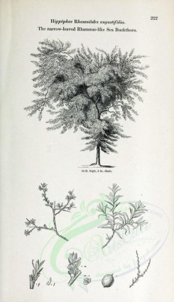 botanical-03126 - black-and-white 008-Narrow-leaved Rhamnus-like Sea Buckthorn, hippophae rhamnoides angustifolia