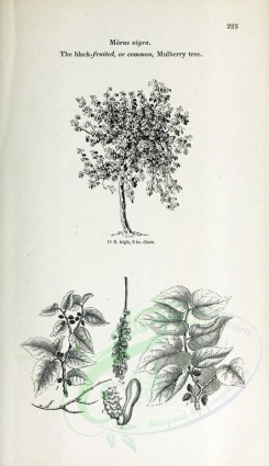 botanical-03127 - black-and-white 009-Black-bruited or Common Mulberry tree, morus nigra