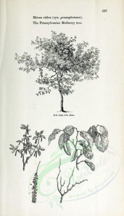 botanical-03131 - black-and-white 013-Pennsylvanian Mulberry tree, morus rubra pennsylvanica