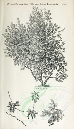 botanical-03132 - black-and-white 014-Paper-bearing Broussonetia, broussonetia papyrifera