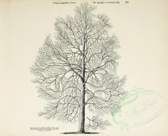 botanical-03136 - black-and-white 018-Upright or Cornish Elm, ulmus campestris stricta