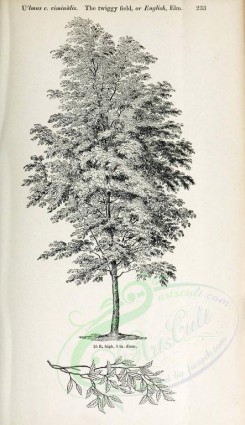 botanical-03137 - black-and-white 019-Twiggy Field or English Elm, ulmus campestris viminalis