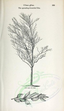botanical-03143 - black-and-white 025-Spreading-branched Elm, ulmus effusa